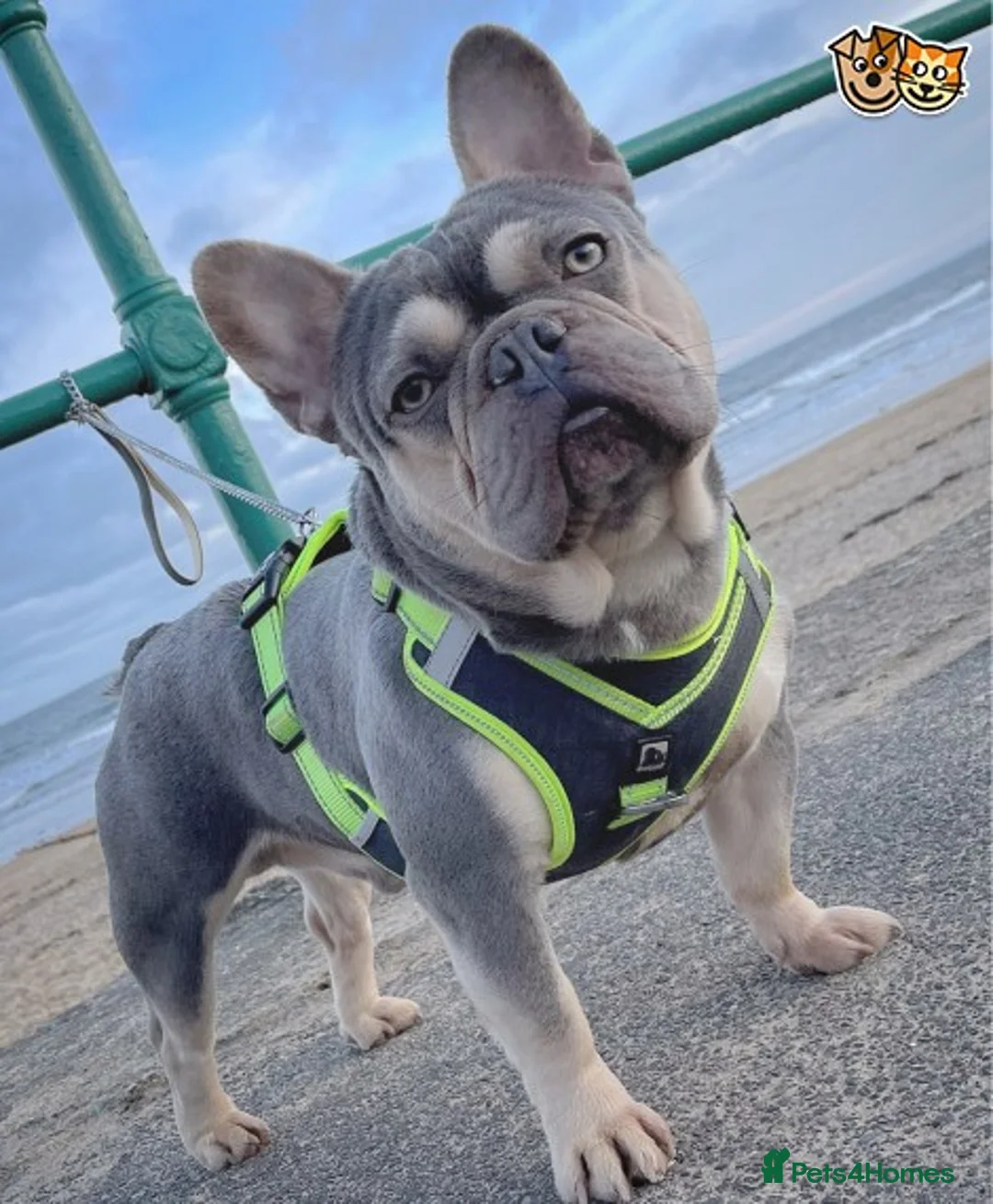 French Bulldog dogs for stud: BEAUTIFUL LILAC AND TAN FRENCH BULLDOG in Sunderland - Advert 4