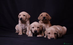 Labrador Retriever dogs for sale: Fully health tested puppies - Image 4