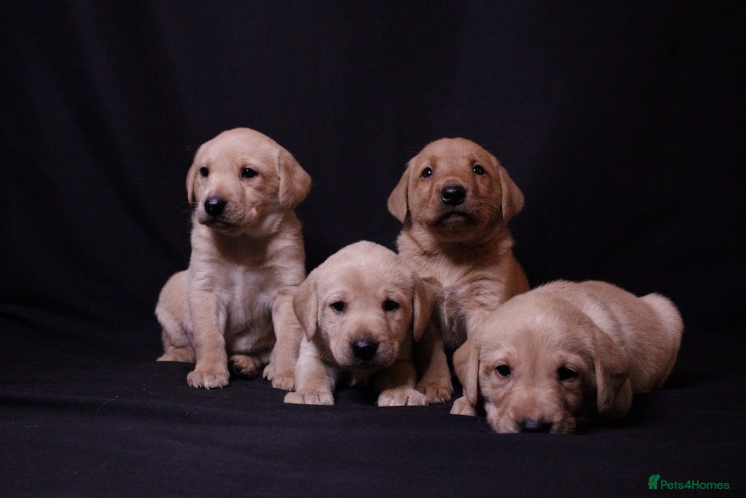 Labrador Retriever dogs for sale: Fully health tested puppies - Image 4