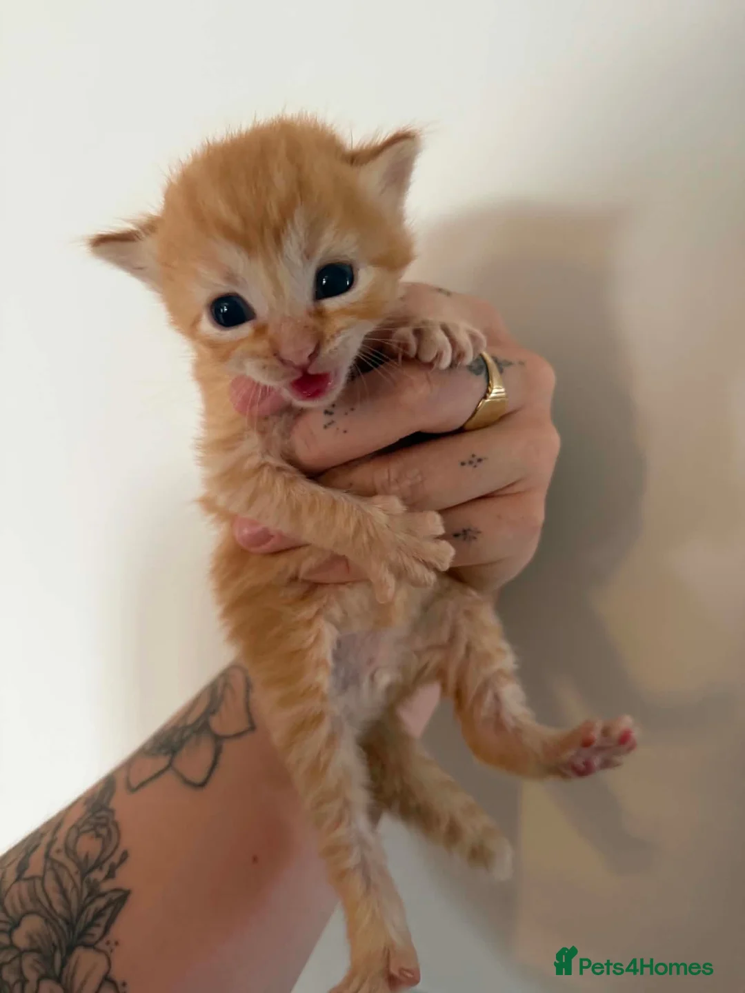 Bengal cats for sale: Gorgeous ginger bengal cross boy  in Wadebridge - Advert 1