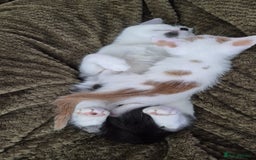 Domestic Shorthair cats for sale: 3 x kittens looking for their forever homes - Advert 4