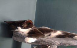 Domestic Shorthair cats for adoption: 3 playful male kittens (14-16 weeks approx)  - Image 3