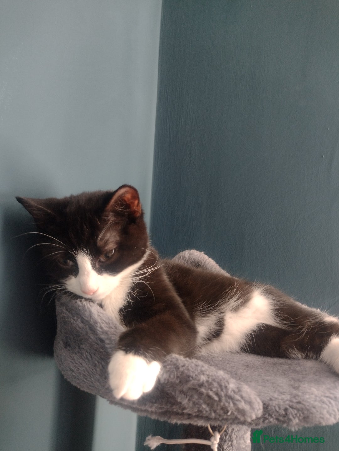 Domestic Shorthair cats for adoption: 3 playful male kittens (14-16 weeks approx)  - Image 3