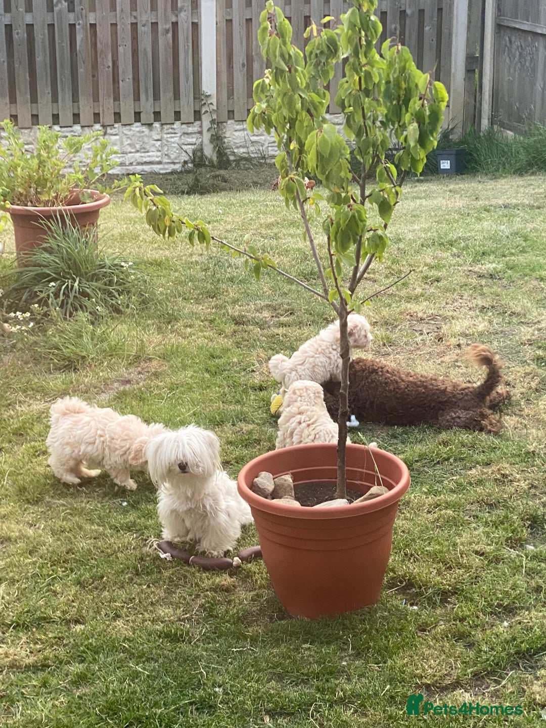 Maltipoo dogs for sale: Gorgeous maltipoo puppies 🐩 - Advert 4