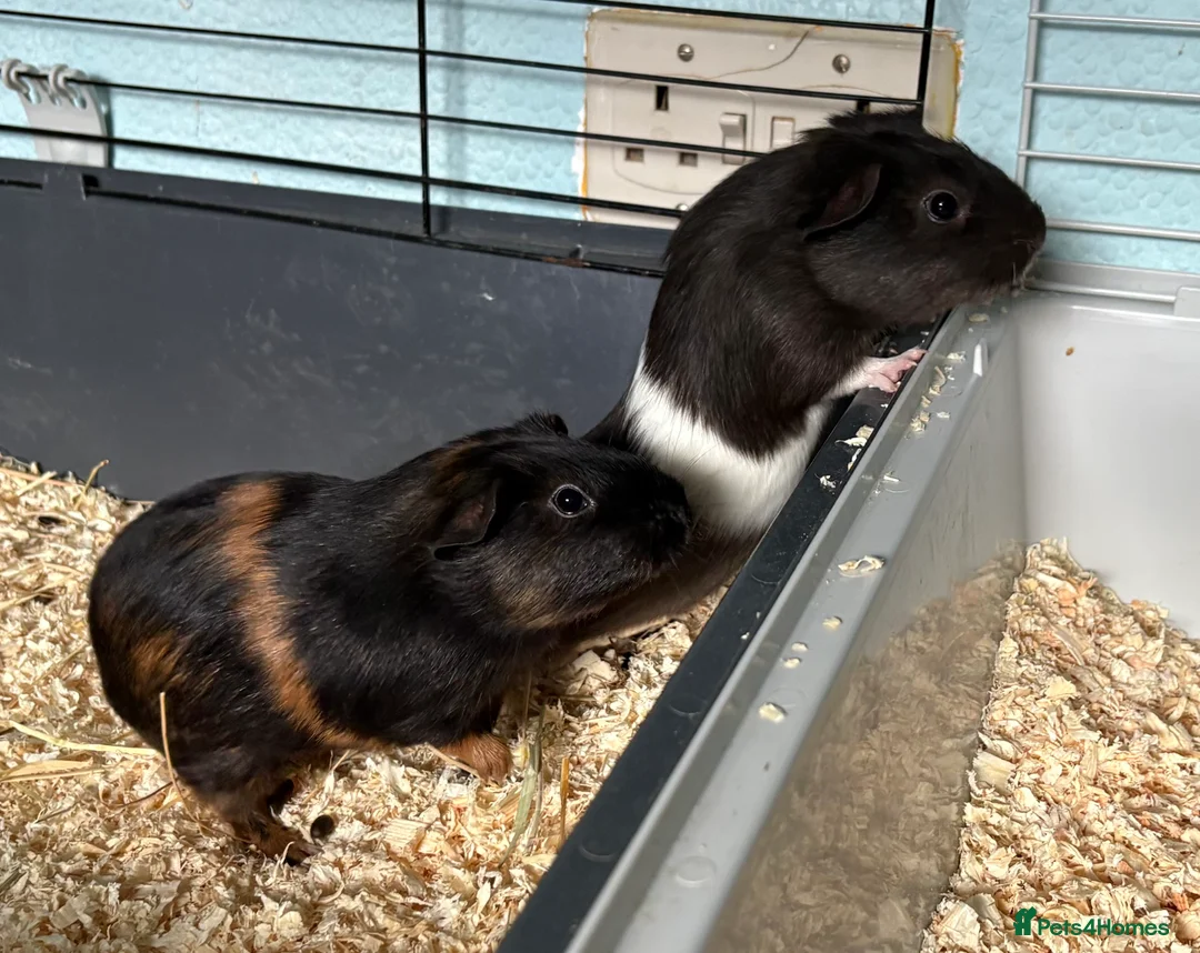 Guinea Pig rodents for sale: Baby Guinea Pigs  - Advert 5