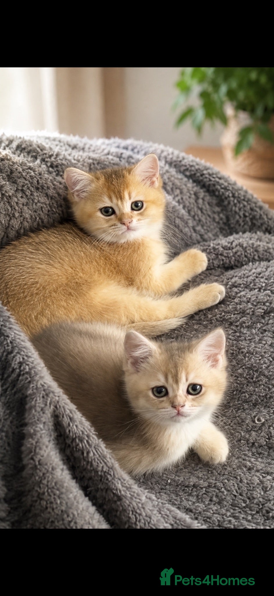 Scottish Fold cats for sale: Magnificent golden Scottish kittens available  - Advert 1