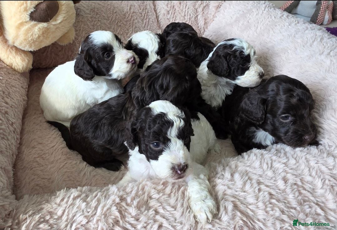 Cockapoo dogs F1b chocolate & parti roan cockapoos.HEALTH TESTED - Advert 2