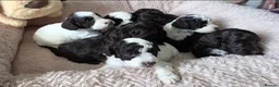 Cockapoo dogs for sale: F1b chocolate & parti roan cockapoos.HEALTH TESTED - Advert 8