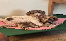 Cockapoo dogs for sale: Beautiful Chocolate and Merle F1 babies - Image 24