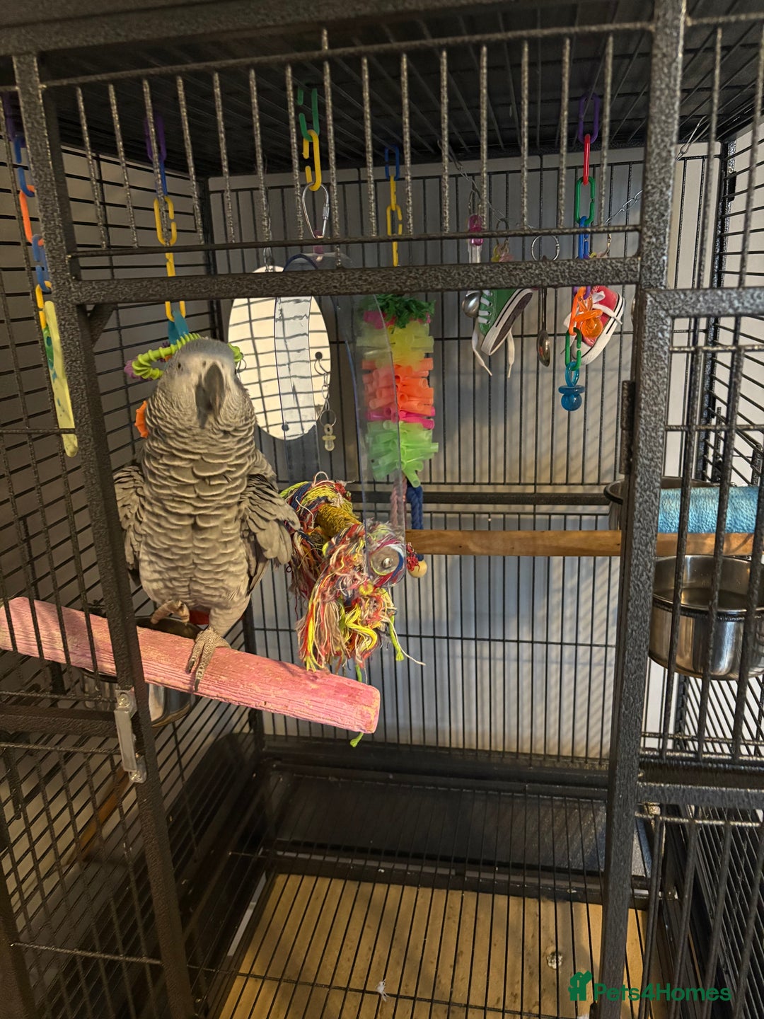 Parrots birds for sale: 3 year old African grey - Image 2