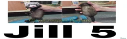 Ferret rodents for sale: Ferret Kits for Sale - Advert 7