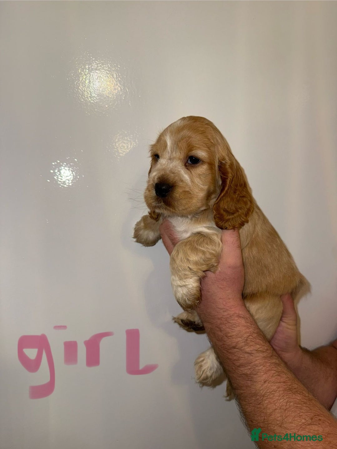 Cocker Spaniel dogs for sale: Kc registered show type cocker spaniels  - Advert 4
