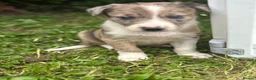 Border Collie dogs for sale: Working Border collie puppies  - Advert 16
