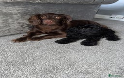 Cockapoo dogs for sale: F1 Cockapoo  - Image 4