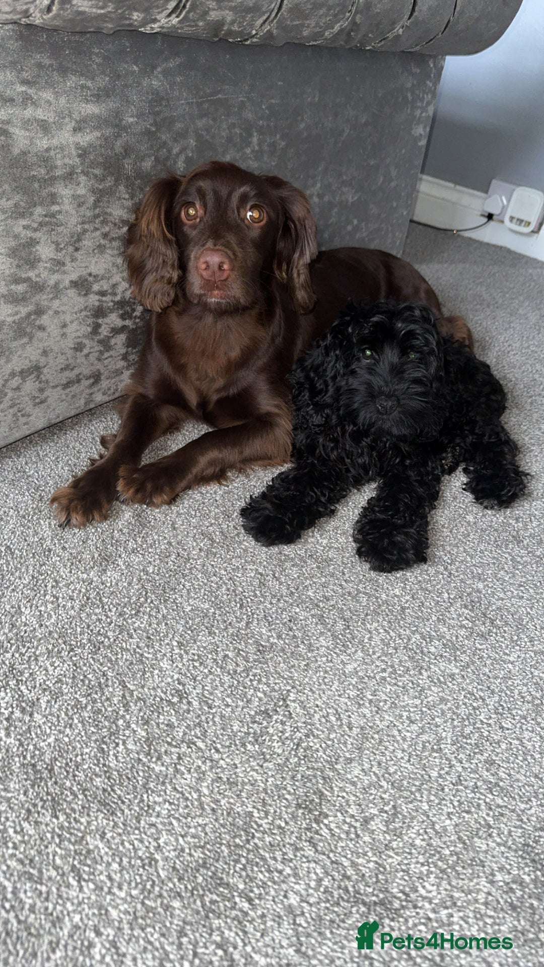 Cockapoo dogs for sale: F1 Cockapoo  - Image 4