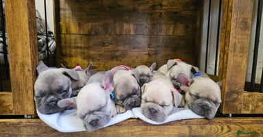 French Bulldog dogs - Advert 15