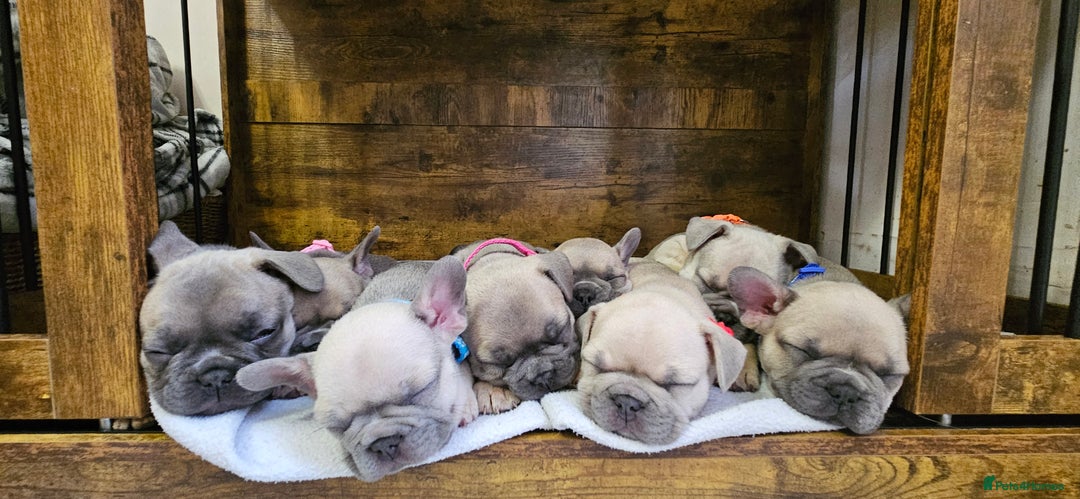 French Bulldog dogs for sale: French bulldog lilac/blue fawn  - Image 2