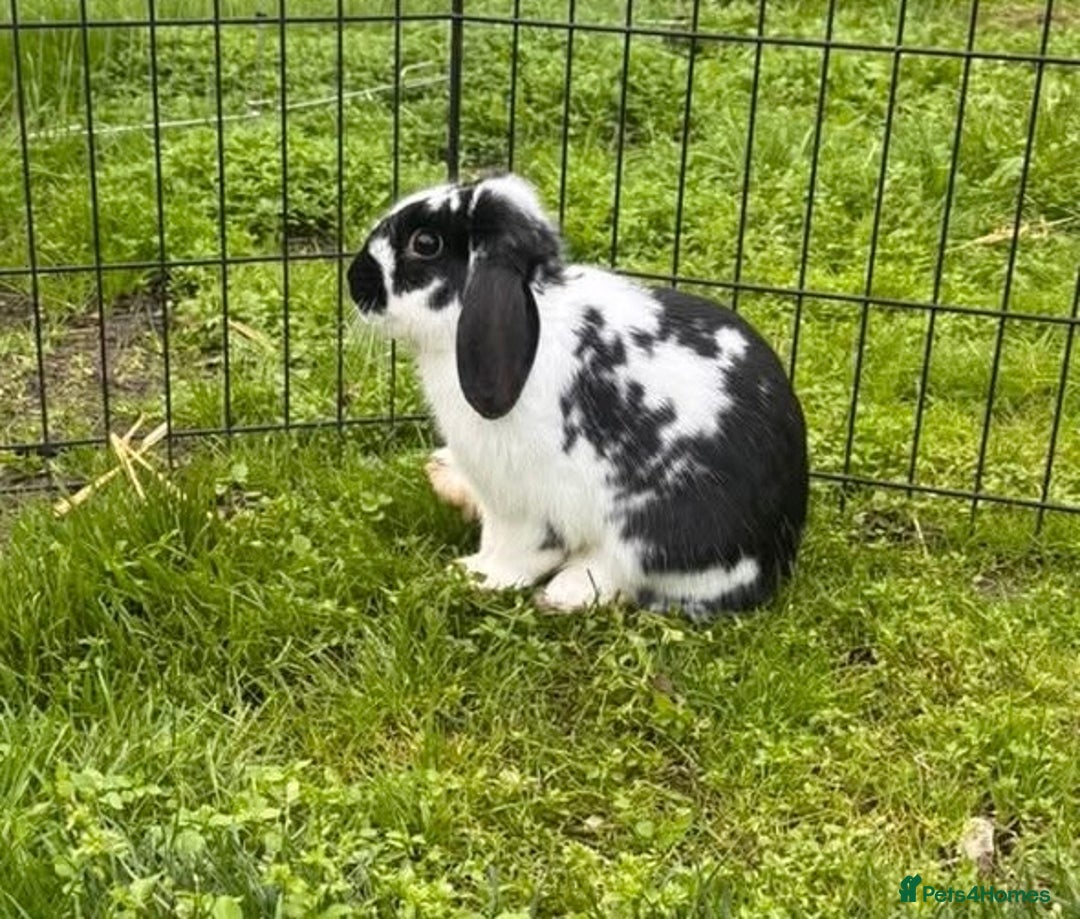 Mixed Breed rabbits for sale: Beautiful rescue rabbits looking for a home  - Advert 2