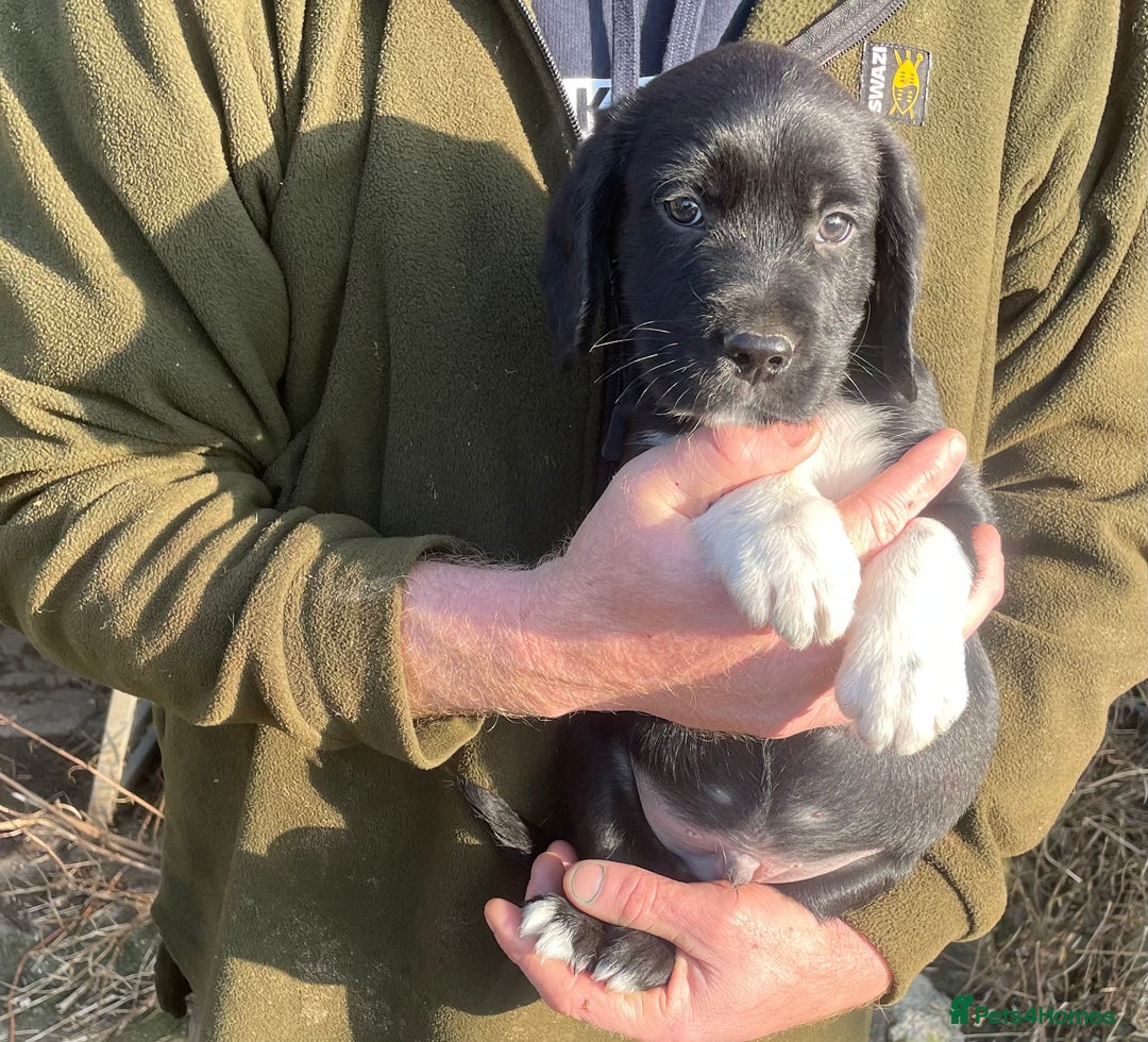 Mixed Breed dogs for sale: Sprollies  - Advert 9