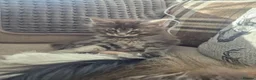Maine Coon cats for sale:  HANDSOME MAINE COON BOY LOOKING FOR HIS HOME  - Advert 8