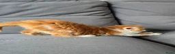 Mixed Breed cats for sale: Ginger fluffy boy - Advert 6