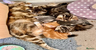 Mixed Breed cats - Advert 7