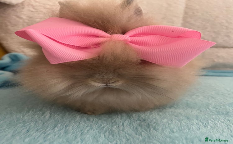 Lionhead rabbits - Advert 2