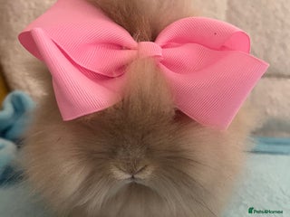 Lionhead rabbits - Advert 17