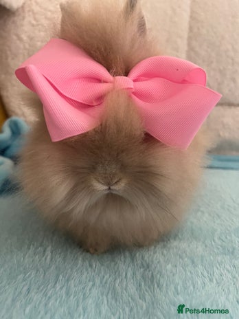Lionhead rabbits - Advert 2