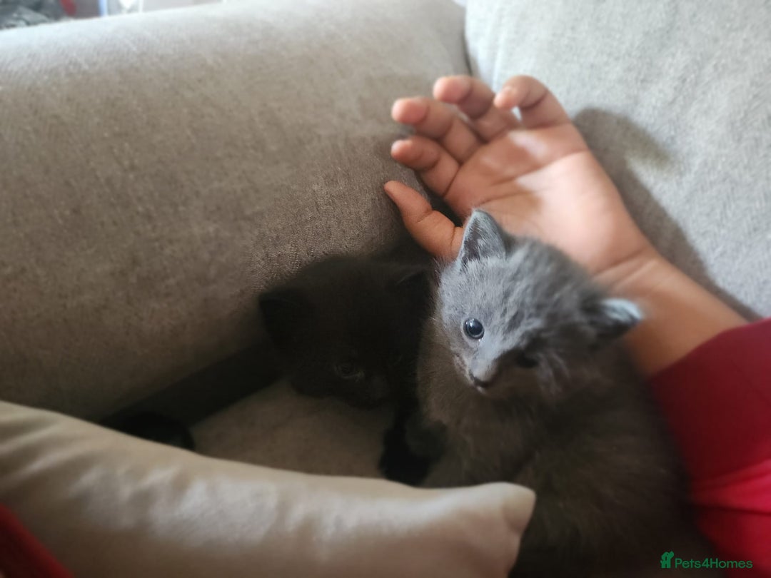 Mixed Breed cats for sale: 3 Beautiful Norwegian Forest X Kittens for sale. - Advert 4