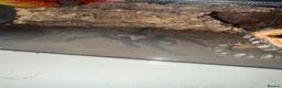 Tarantulas invertebrates for sale: Mature Male Aphonopelma Anax - Advert 2