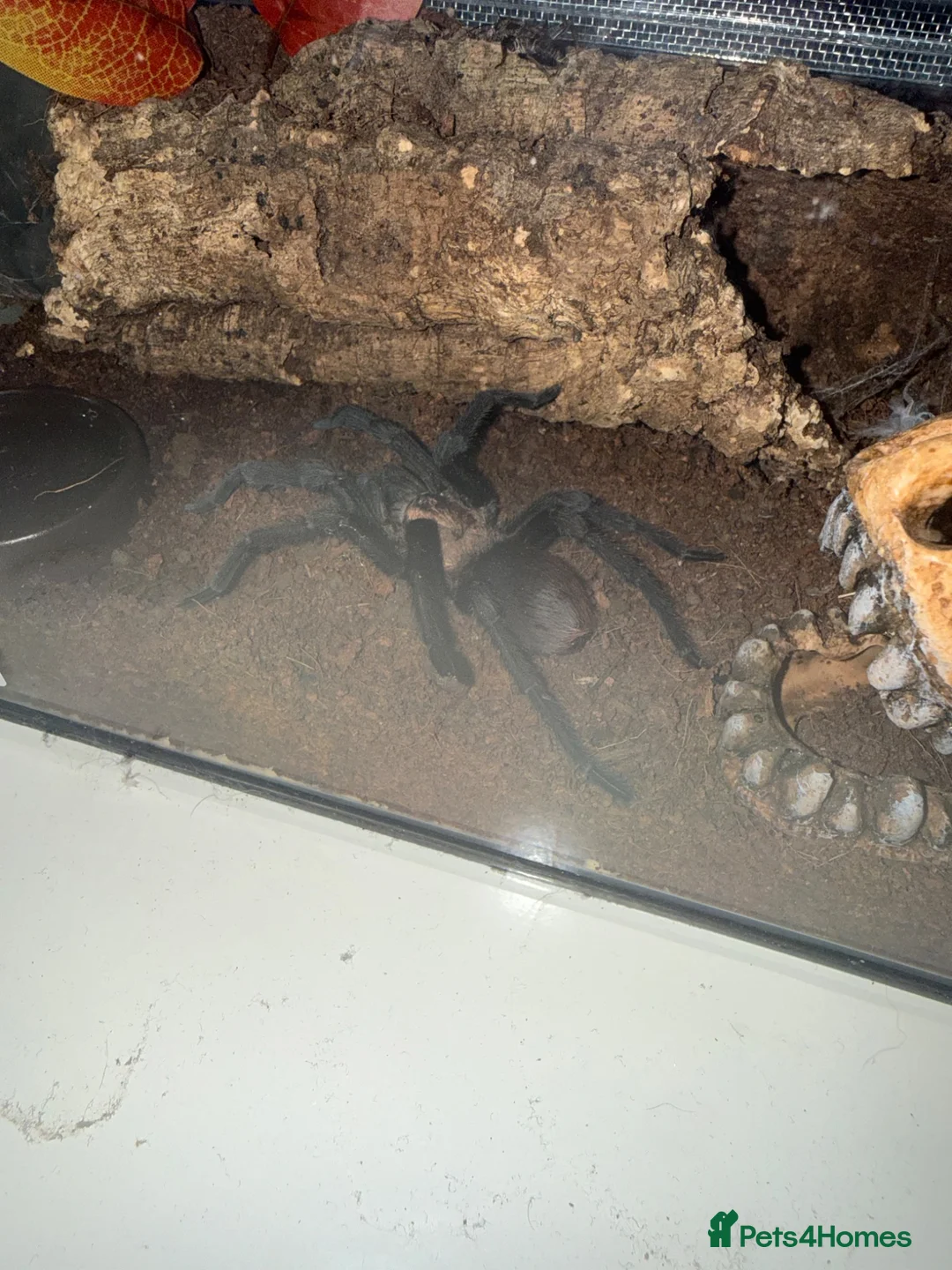 Tarantulas invertebrates for sale: Mature Male Aphonopelma Anax - Advert 2