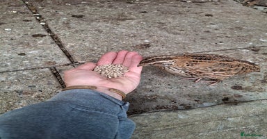 Quail poultry - Advert 8