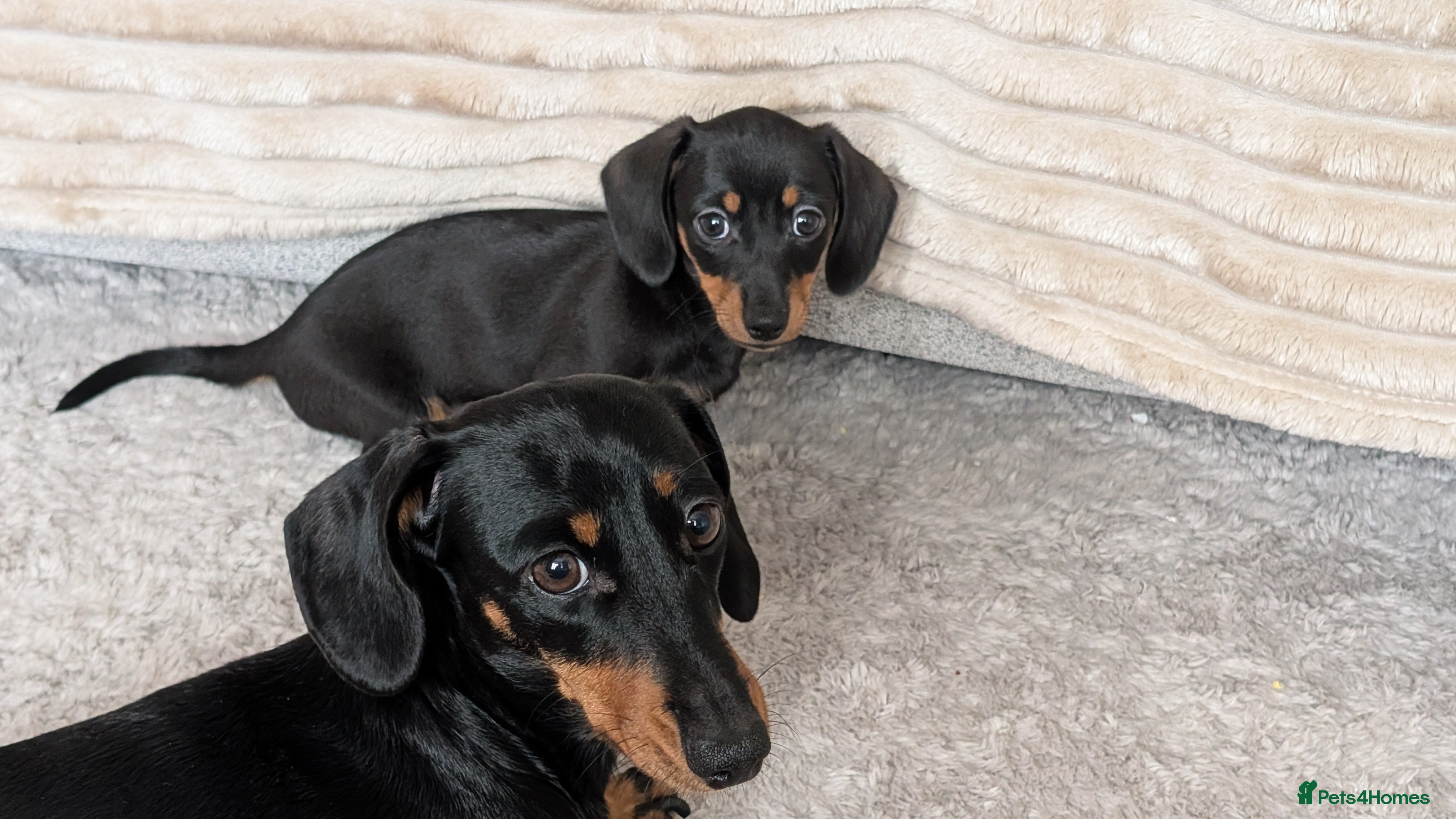 Dachshund dogs Puppies  - Advert 20