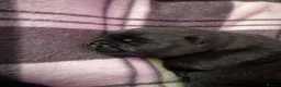 Mixed Breed dogs for sale: Adorable Chaffy pups  in Clitheroe - Advert 22