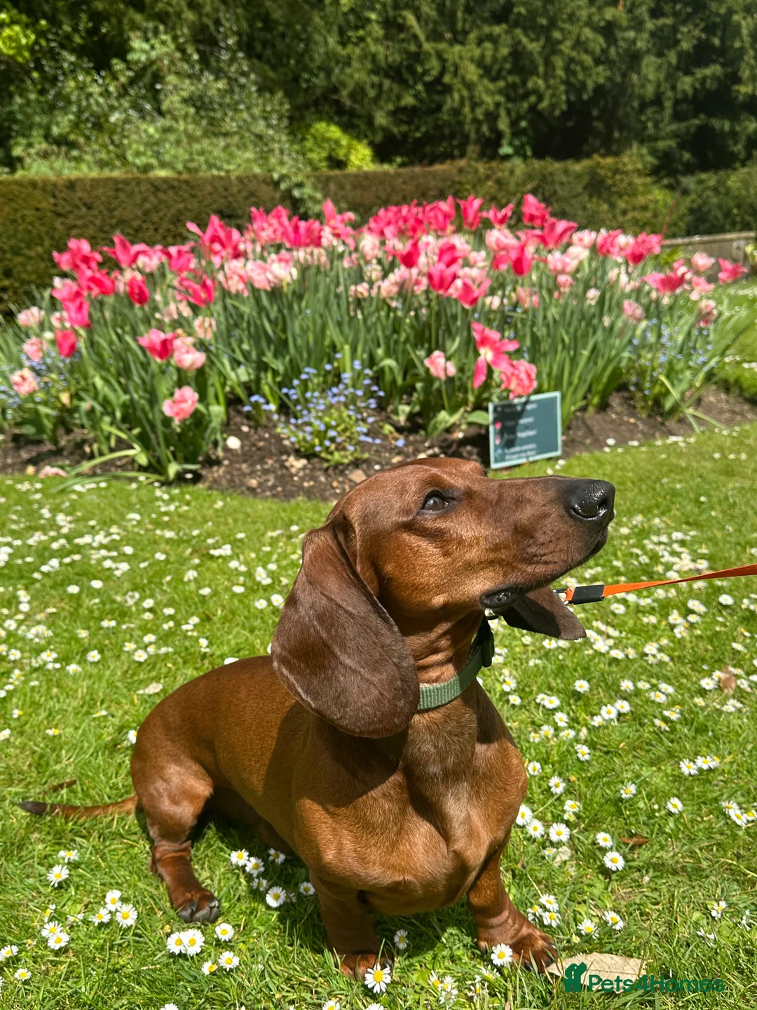 Dachshund dogs for stud: KC Standard smooth red hair dachshund  stud in Banbury - Advert 11