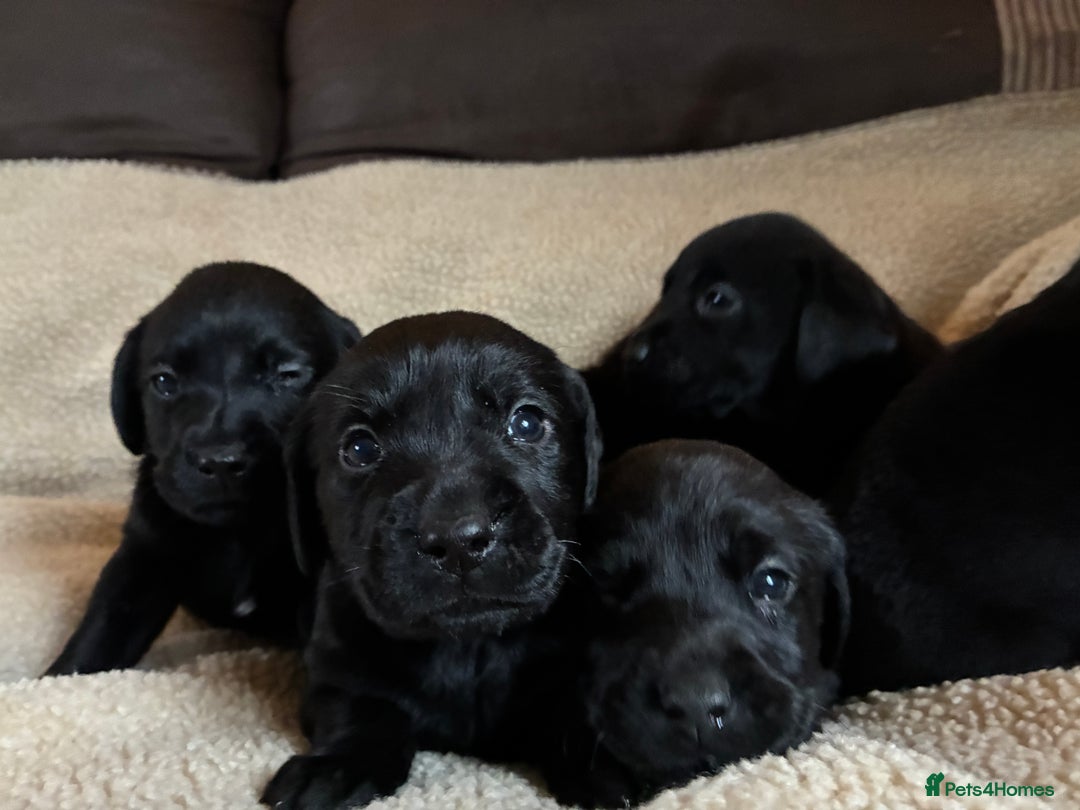 Labrador Retriever dogs for sale: Kc reg black labrador puppies - Advert 9