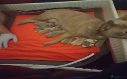 French Bulldog dogs for sale: Healthy and great looking litter. KC registered. - Image 9