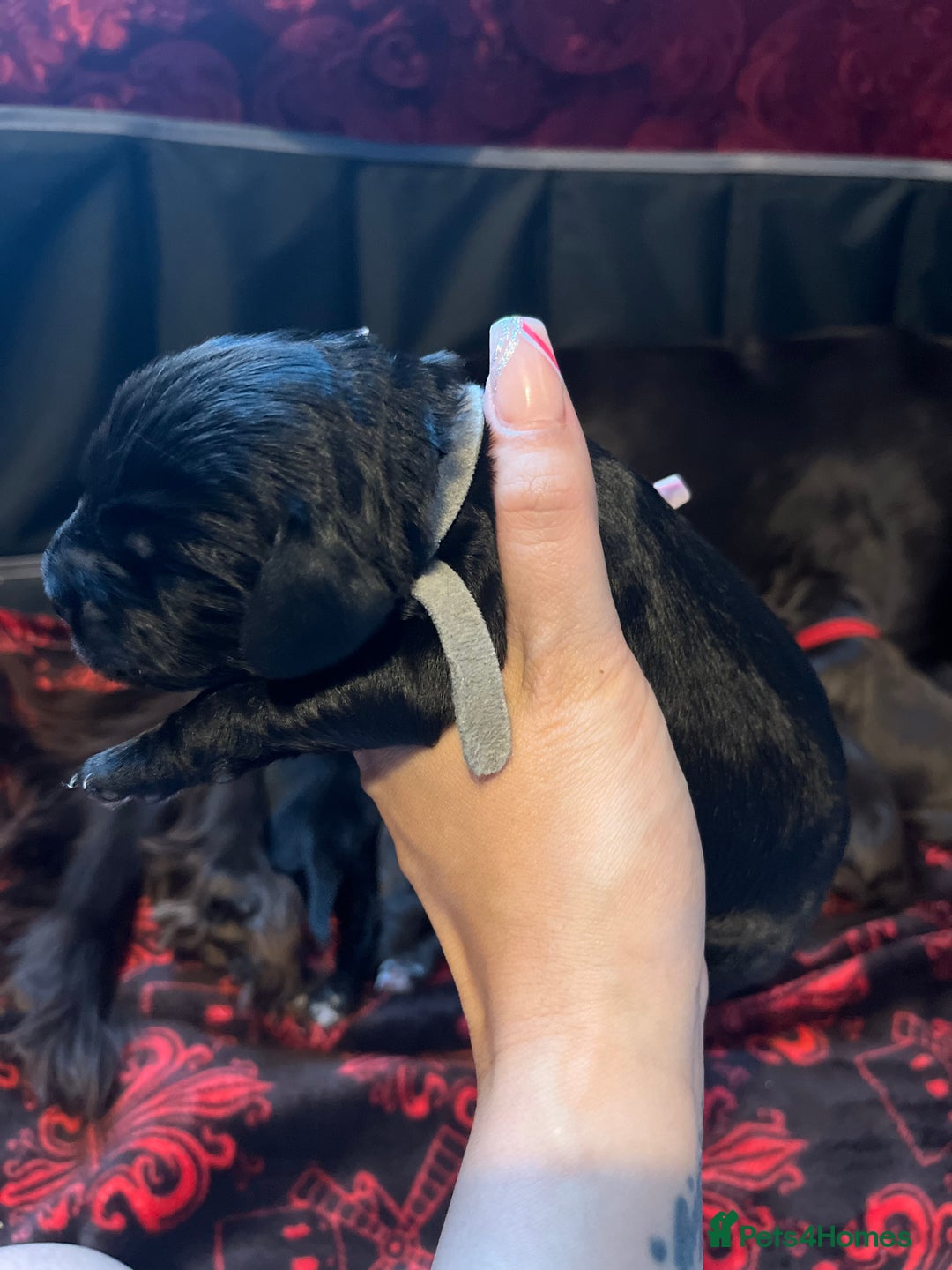 Cocker Spaniel dogs for sale: Cocker spaniels 🐶  - Advert 18