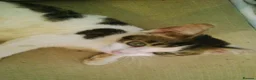 Mixed Breed cats for sale: Cute and Playful Kittens - Advert 29