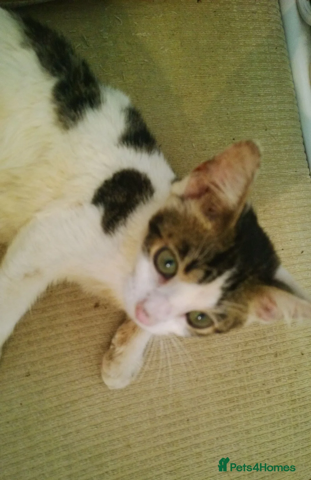 Mixed Breed cats for sale: Cute and Playful Kittens - Advert 29