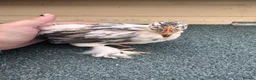 Chickens poultry for sale: Pekin bantams  - Advert 4