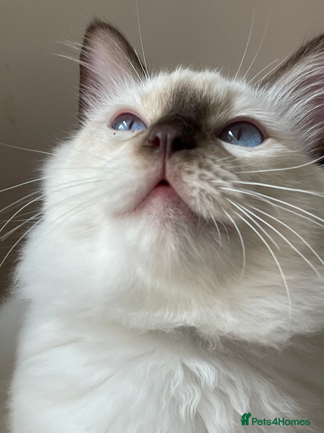 Ragdoll cats for sale: Ragdoll kittens from Moonliteyecats  - Image 27