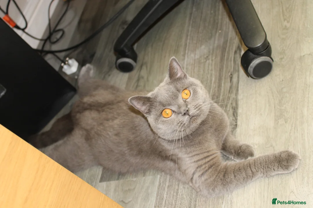 British Longhair cats for sale: British long hair kittens. Champion Sired. GCCF rg - Advert 2