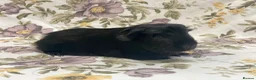 Guinea Pig rodents for sale: Mum and baby daughter pair available  - Advert 6
