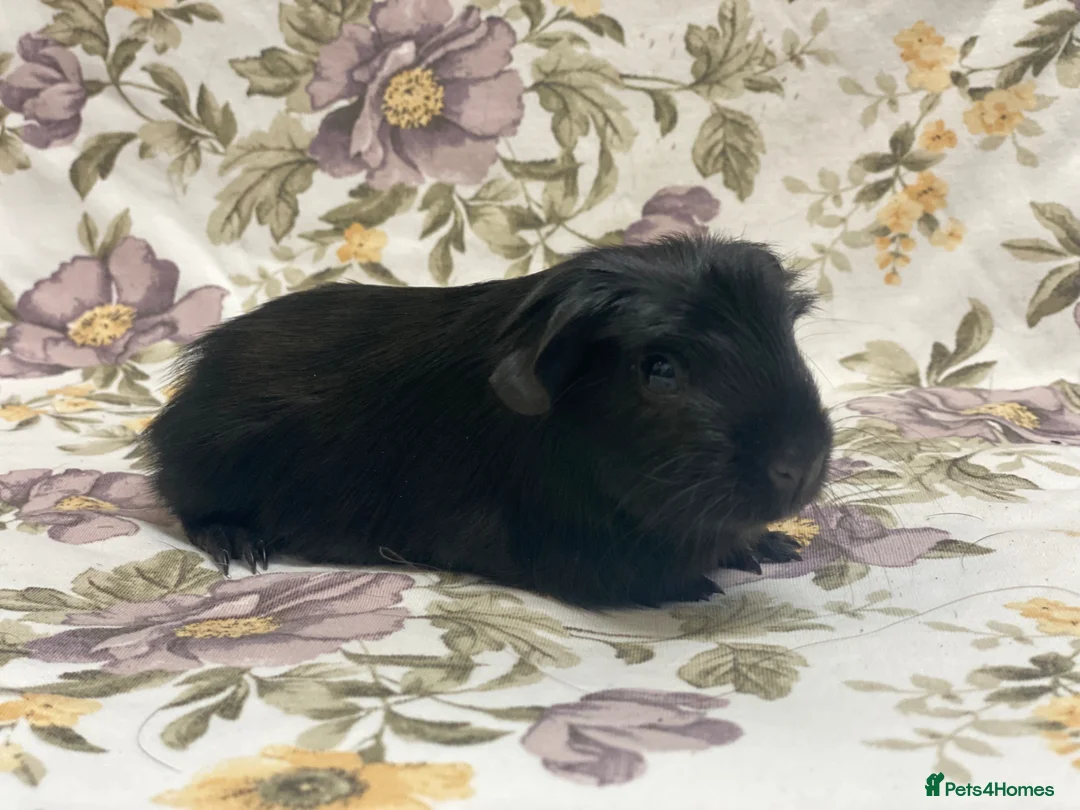 Guinea Pig rodents for sale: Mum and baby daughter pair available  - Advert 6