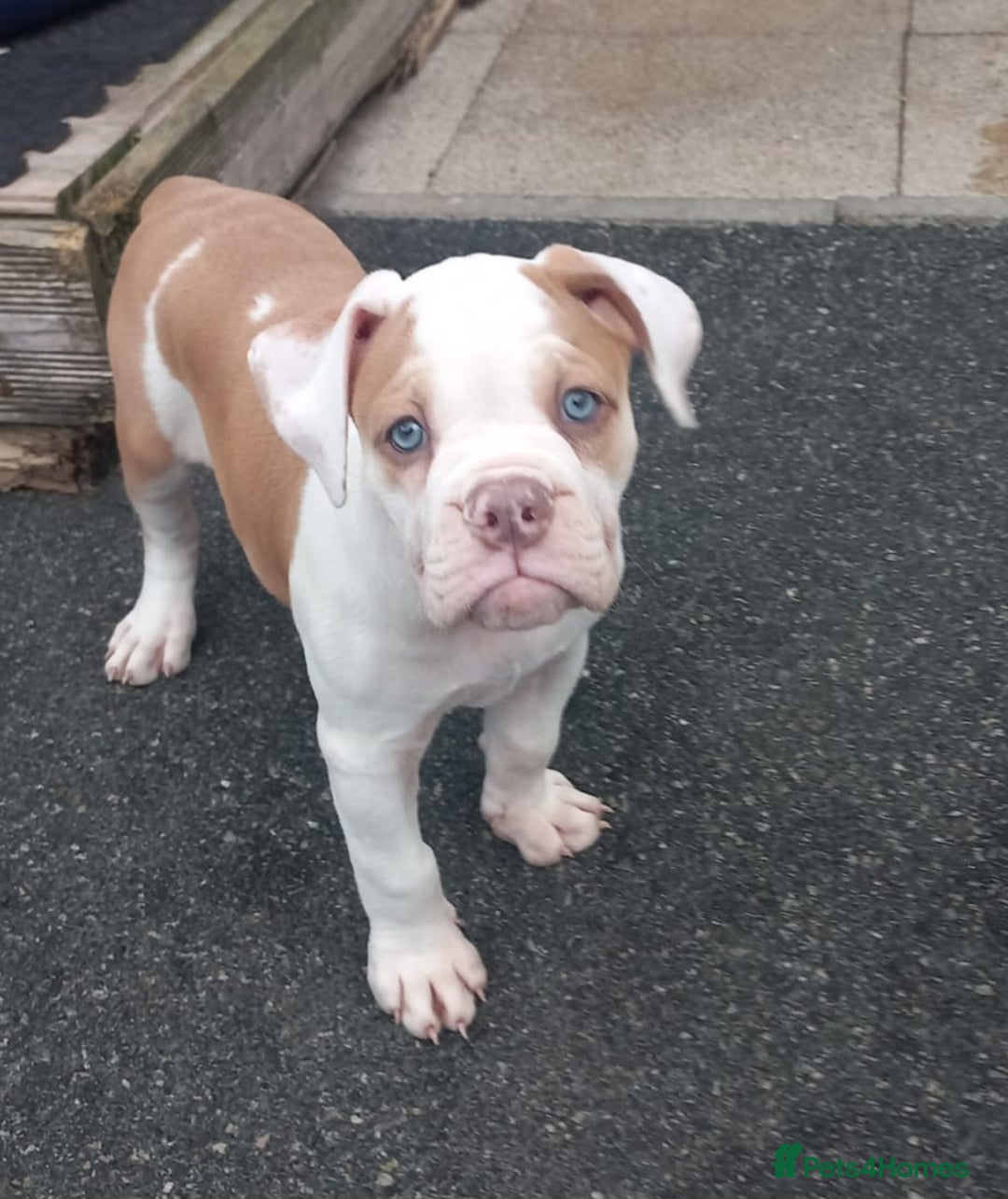 Olde English Bulldogge dogs for sale: 8 OLDE ENGLISH BULLDOG PUPS FOR SALE - Image 5