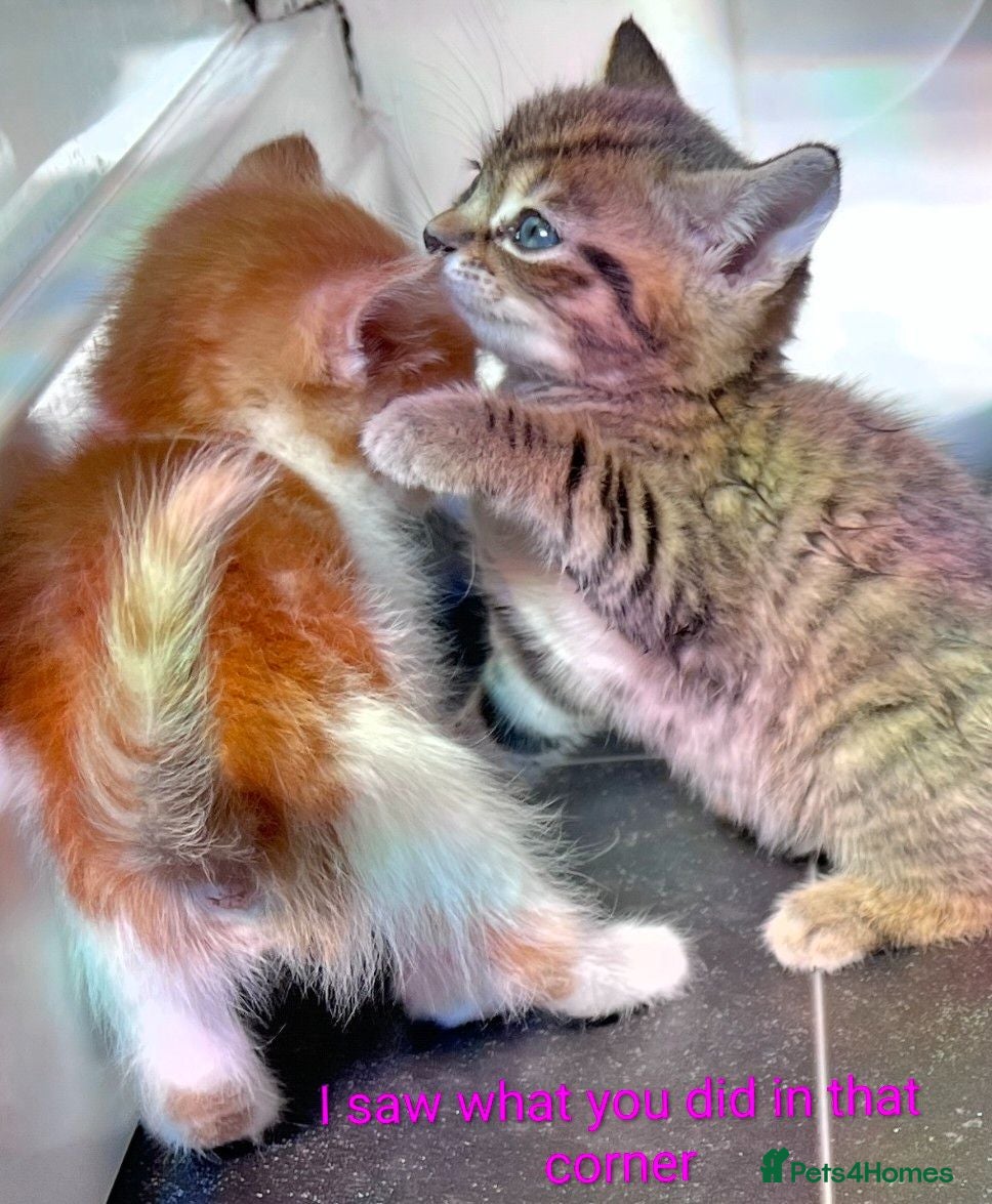 Mixed Breed cats Every Colour Imaginable! Bo's blue-eyed Beauties - Advert 6