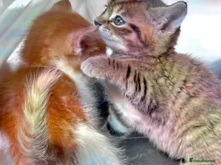 Mixed Breed cats Every Colour Imaginable! Bo's blue-eyed Beauties - Advert 6