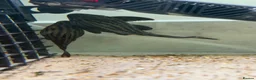 Plecos fish for sale: L027C Royal Thunder aka Golden line panaque  - Advert 7